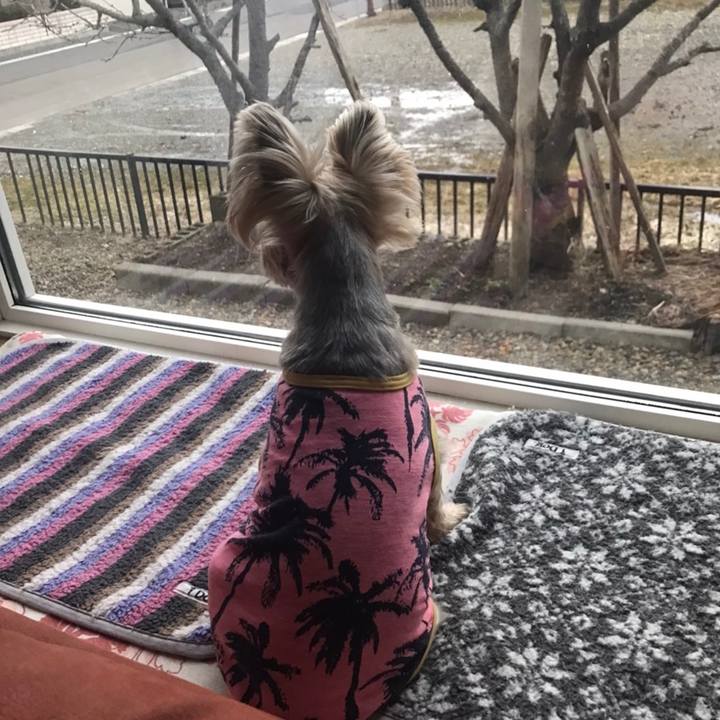 Ad85d265 d850 4cd6 9023 8907f9e585b0 1585647307132