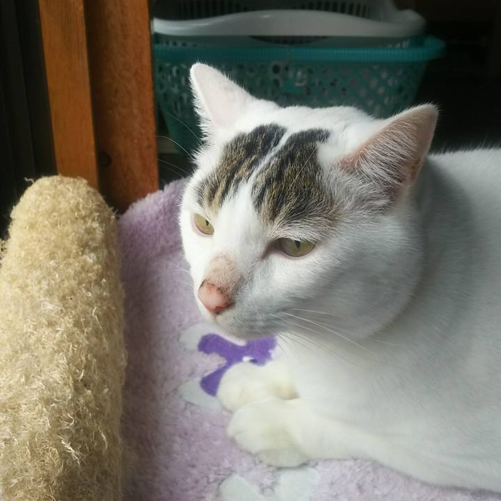 Ad87b1eb e65c 44cc 83f7 035c1134f0e3 1541831668844