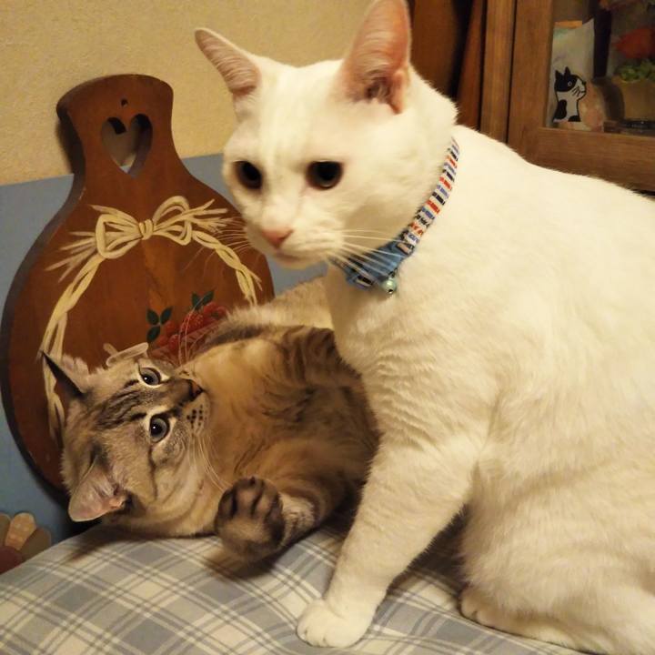 Ad87b393 535e 4e2e 8dbf fc8b5777365a 1602169633797