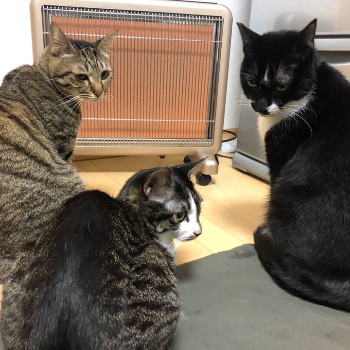 Ad8a50fe 6867 4711 8dc3 9157e9ae552e 1574431099259