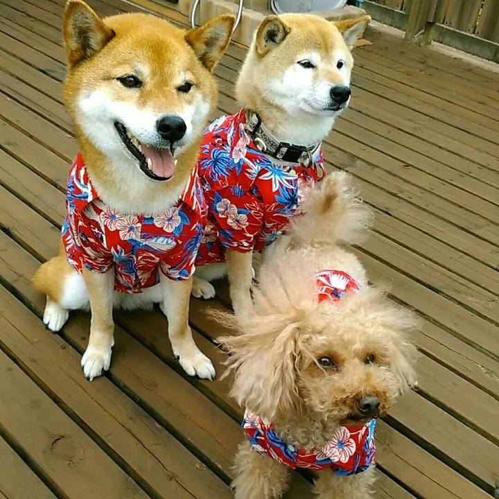 Ad8c3f05 027b 4955 818b 1582af20413b 1560847223462