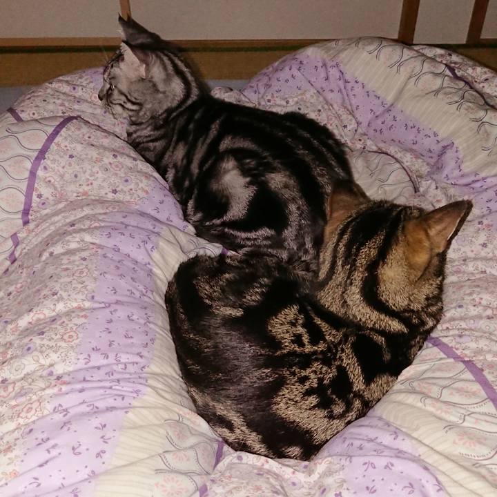 Ad93d8a0 6de9 41b8 8fca 5fa4f76b6116 1542924956785