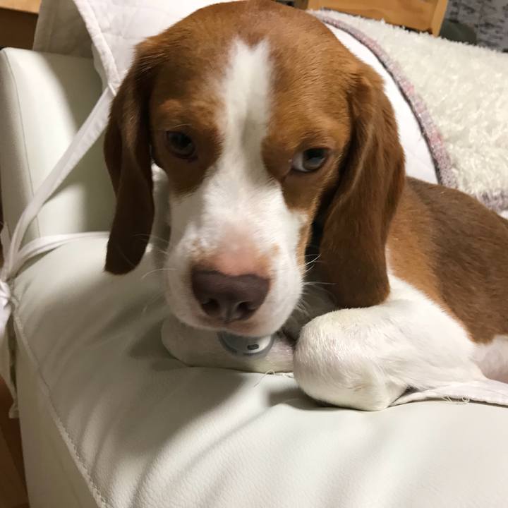 Ad93f435 80d4 4a1e 81dd cb929165065b 1535812103465