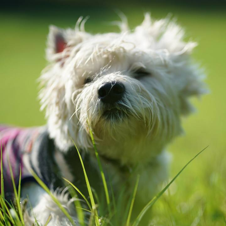 Ad97c9f6 12c0 48b1 9392 6a0f28117bff 1531448030714