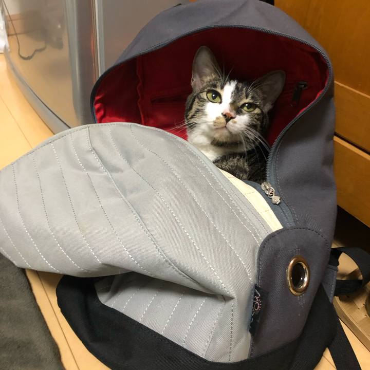 Ad9d3033 11b4 4ef3 99db 2bc6221bda08 1550235258722