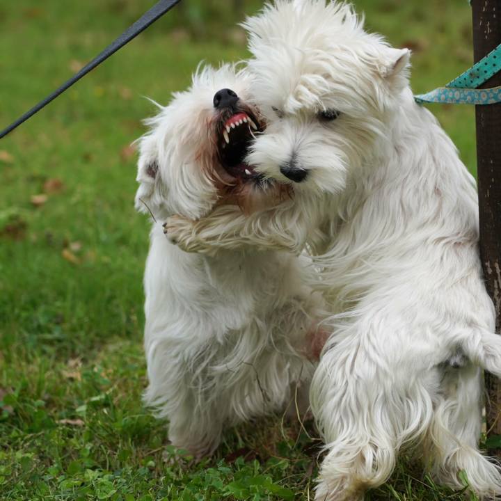 Ad9dc2fc 2ad1 47e8 96e3 e60d5bdc8dd8 1529377304798