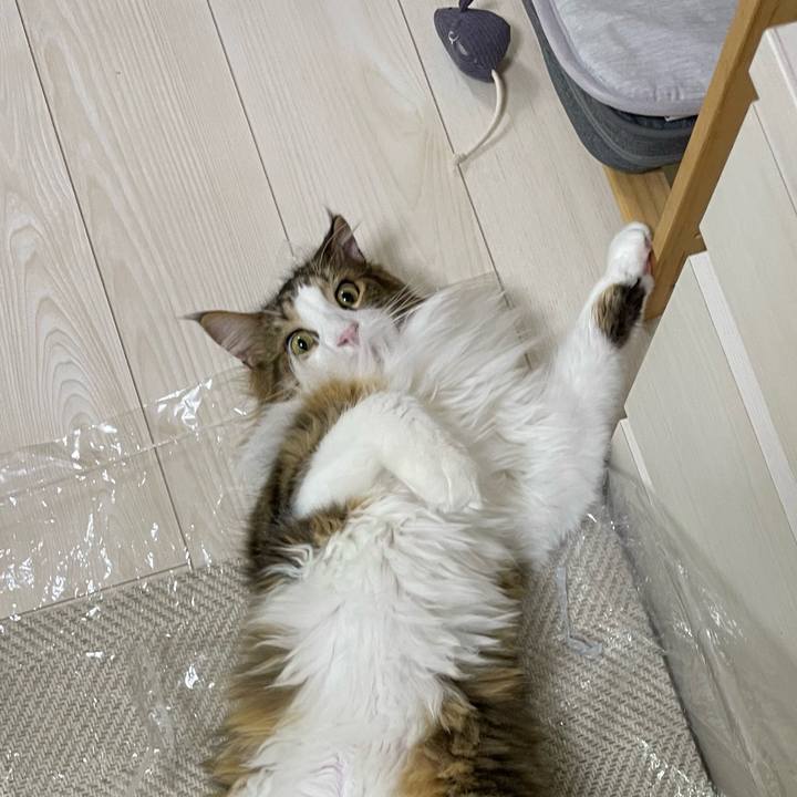 Ad9ef299 10c3 445d b45c cb74dc86c234 1667505395674