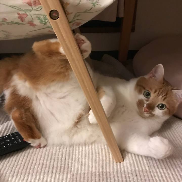 Ada0a321 f50b 4cfa 9fae 705832cafa50 1521285892284