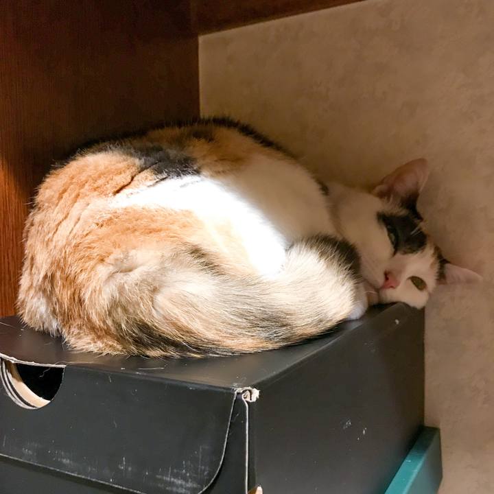 Ada5416c b8cb 4fc6 a236 8c0b18fcc760 1529591839154