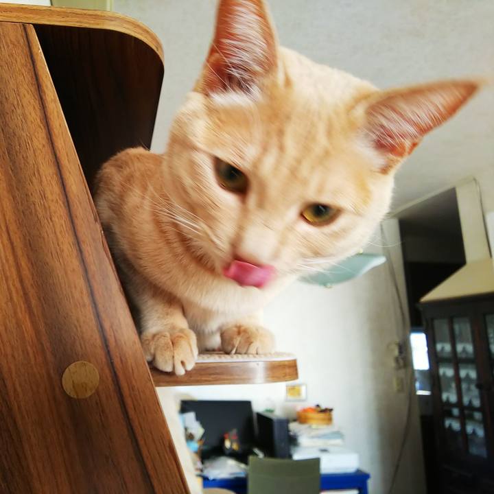 Adab16fb d47b 437a af46 e403dedae249 1555104688125