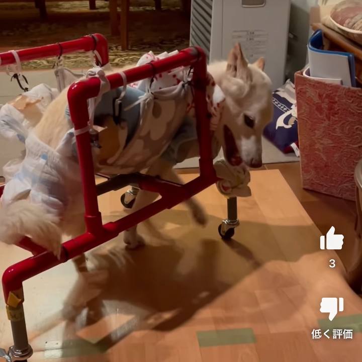 Adaba601 1524 4e64 a279 4c6f7644066c 1681249859532