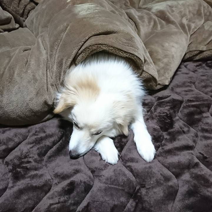 Adac0981 c319 4102 8c40 50cd17f7fe98 1519678634634