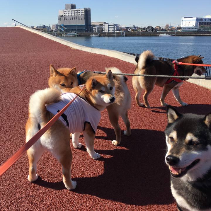 Adad1748 0717 46b7 adc3 b428eda0b98e 1517887699426