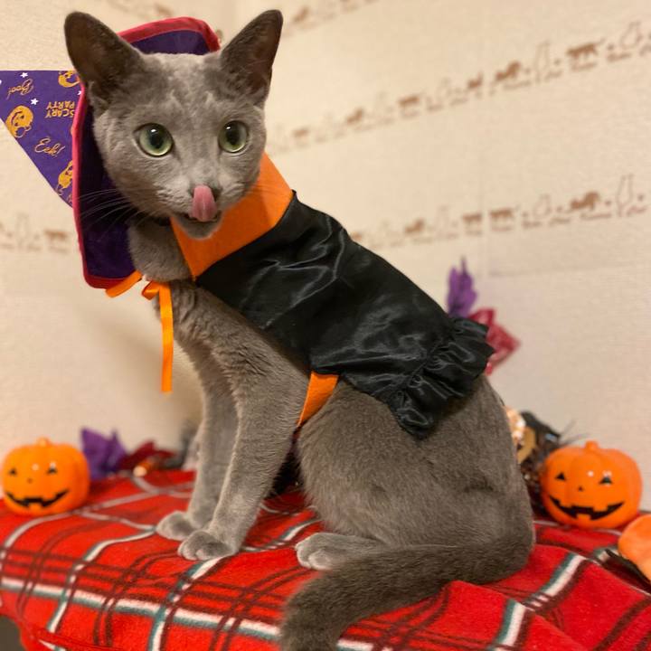 Adadc8b2 bf33 4868 b45a 5cd2e9f894c5 1665190800555