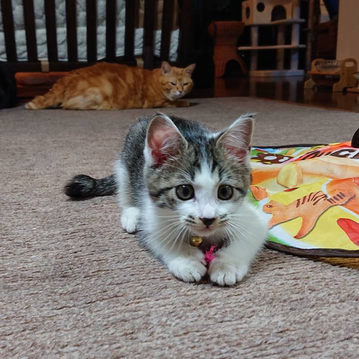 Adaed8c1 f251 4ab9 a253 4e37c7e448e9 1540738878350