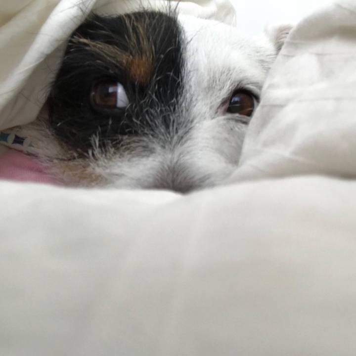 Adaedc39 a38b 48c4 a44e 0ffcb8afbfad 1509596487133