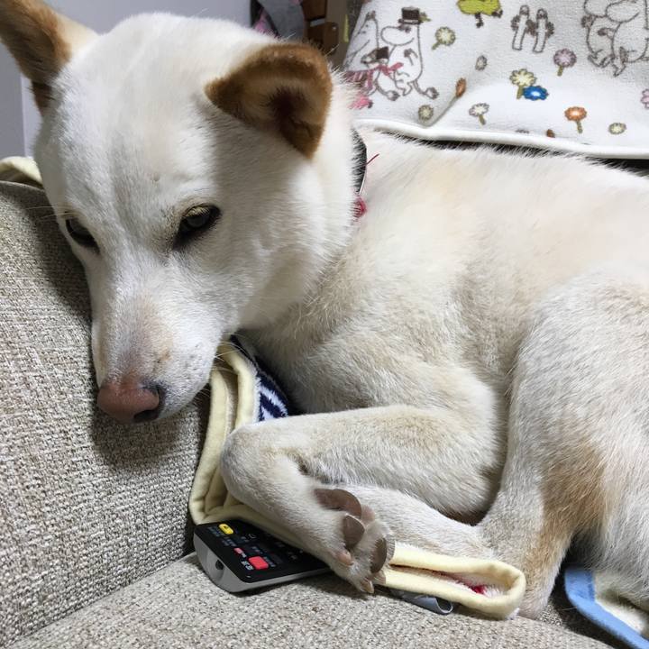 Adaef4bd be27 4afc b353 d6c5a18ed5c9 1524218122599