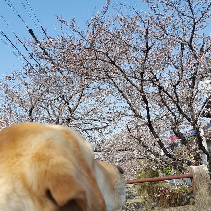 Adb4e23e 0e3a 45a5 9e42 9918f37b45c1 1521952138932