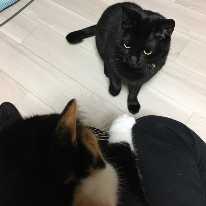 Adb84516 3872 4da1 8e78 083c1c082133 1511439198239