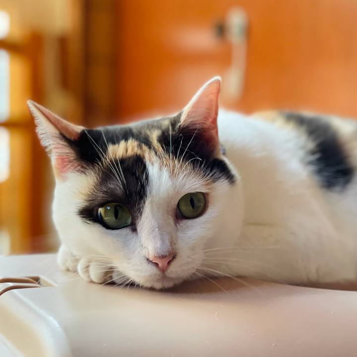 Adbd6639 d433 4fdb 8c35 fc6d603fe76e 1627785921373