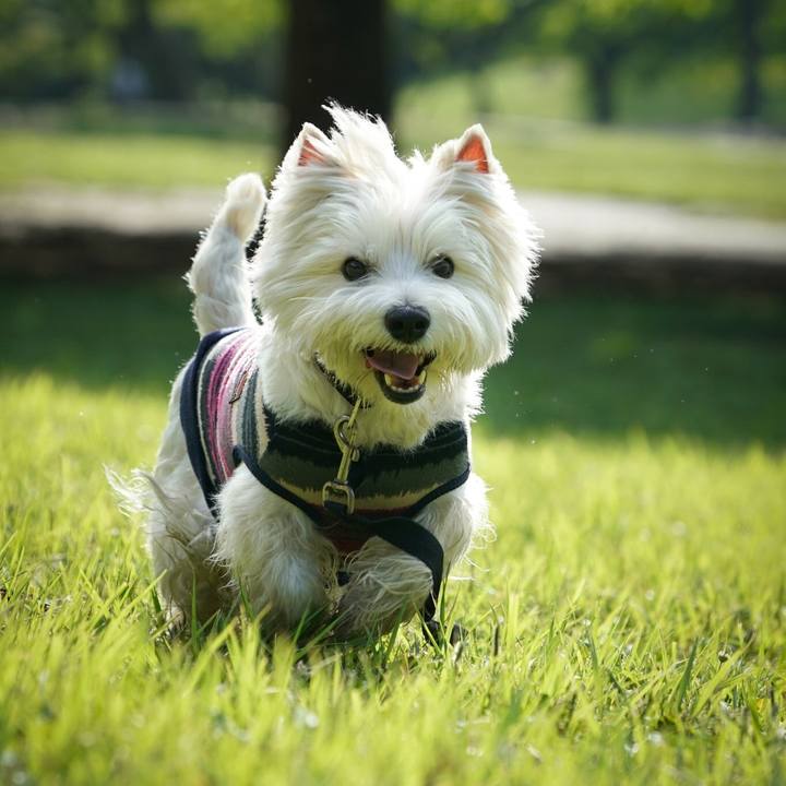 Adbda72a 5b83 4959 bda4 0e4a1b9aaac2 1529491240401