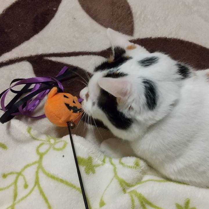 Adbee8b9 086b 4802 844e 0b5e0fafe7c7 1604059504404