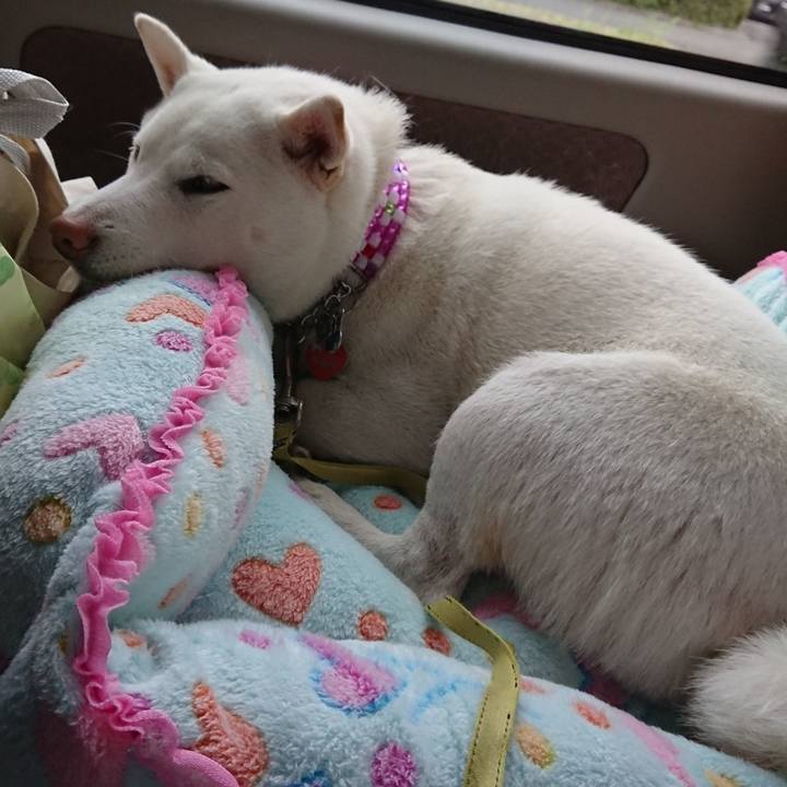 Adc12e8f 571c 4bc6 8fab 8802689baad1 1544332654693