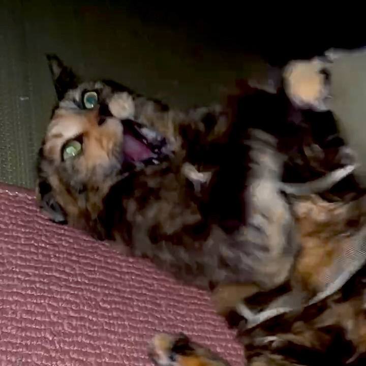 Adc1b2bd ac37 4f2d 8869 da2e02989348 1774384980728