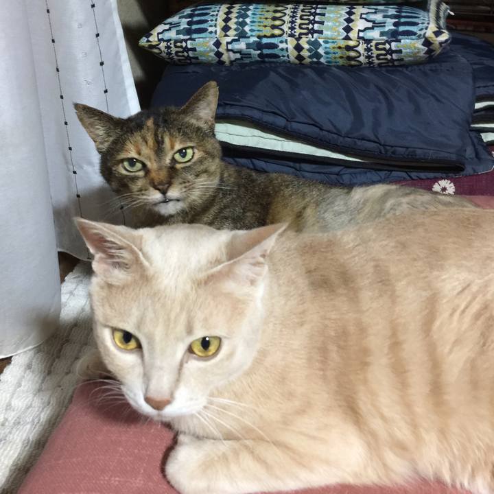 Adc634c6 e17a 4bcd 9730 1ed0b31c92c6 1527588721476