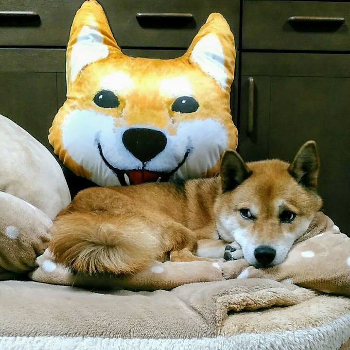 Adc779b5 1fde 4a9d a538 30b75c7cc212 1565607542005