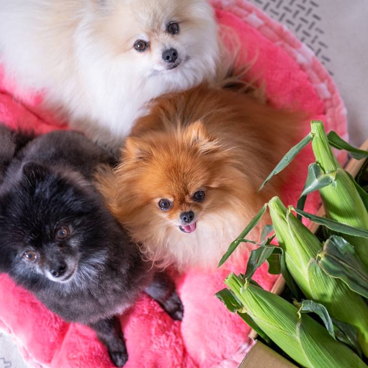 Adc8ee47 571a 44b2 9593 470ee31135b6 1592951649643