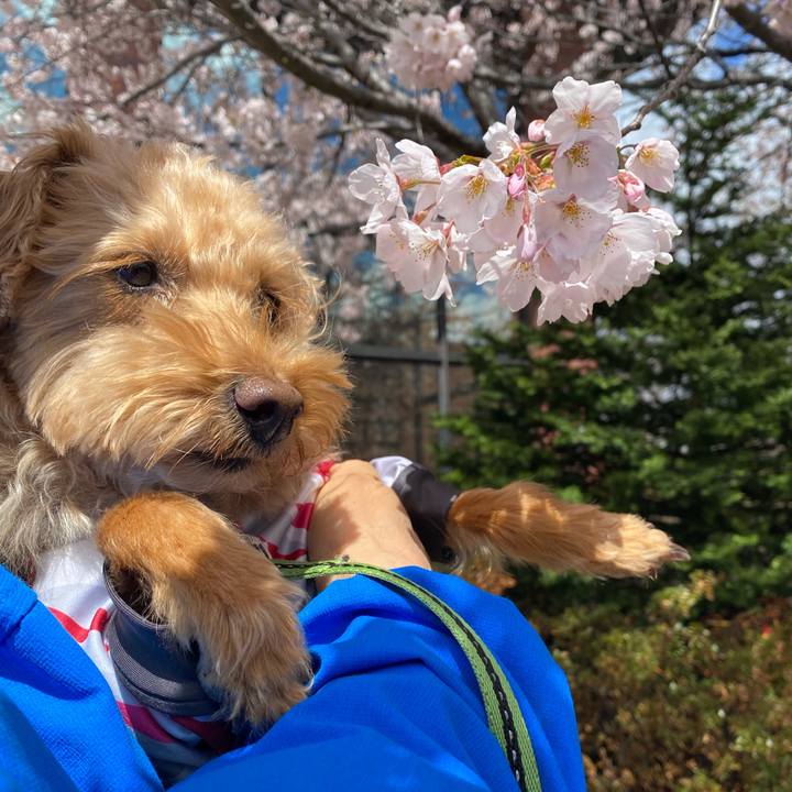 Adca1d21 8865 44f9 88b2 81cd08d6a81b 1619323051135