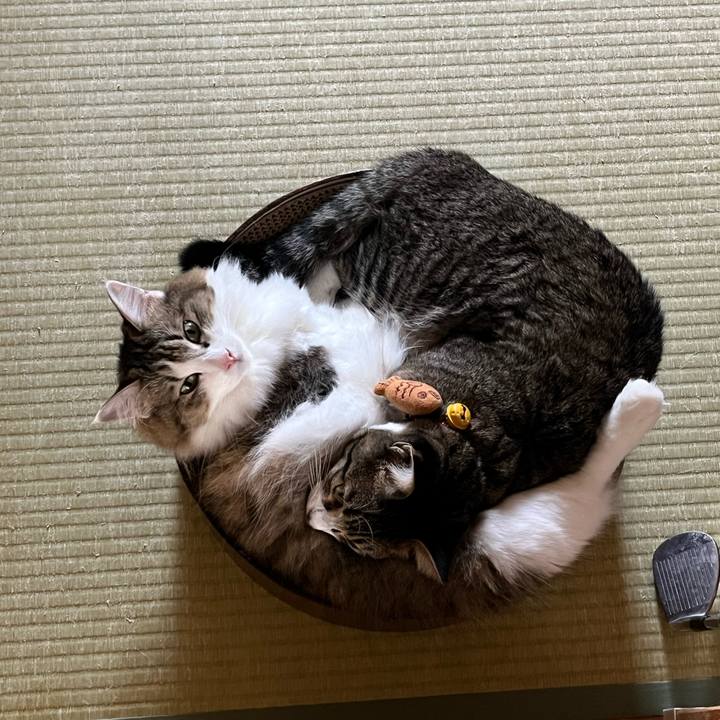 Adca66d9 1e96 4e07 adf7 adeff3c9df0f 1759618105110