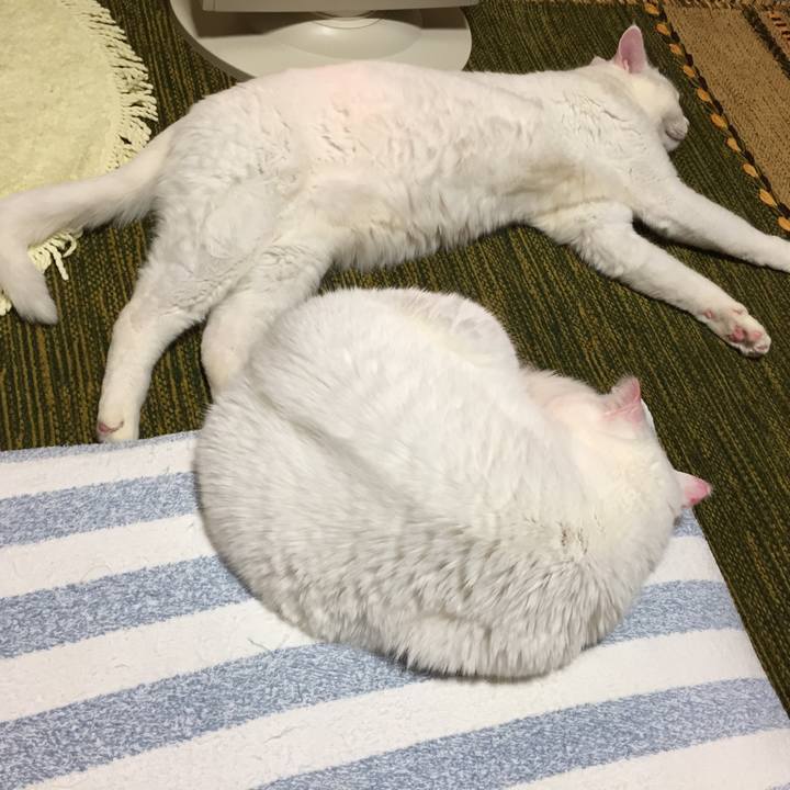 Adcab7c6 0bb8 47c0 ae82 2753eb795f2b 1514118369553