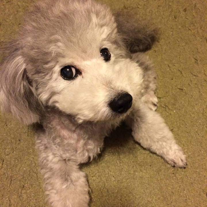 Adcc99d2 dea6 4145 852b 70cd82b11392 1509319393968