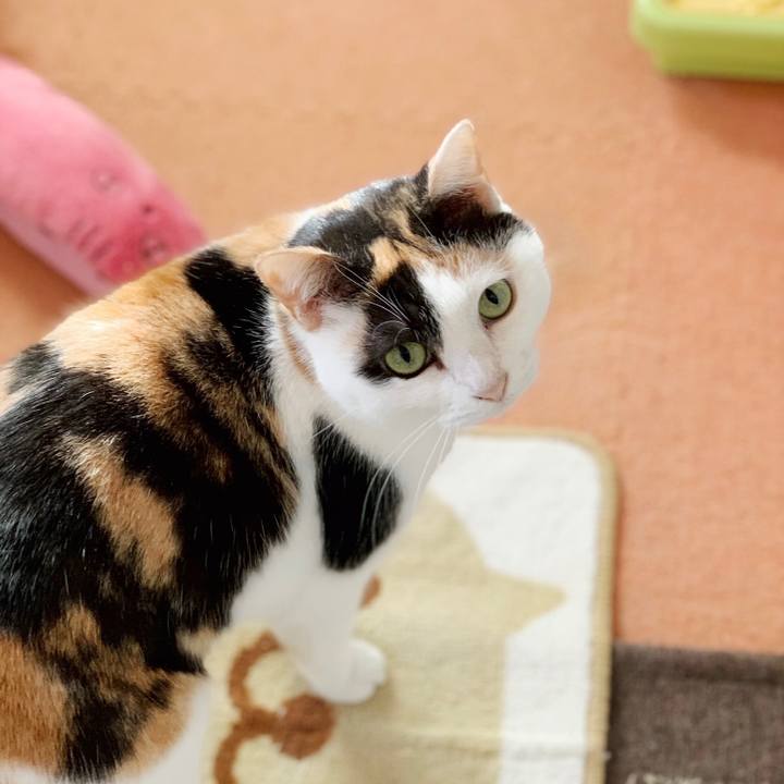 Add4dc76 8585 4328 899a e30073b79ec5 1550714075036