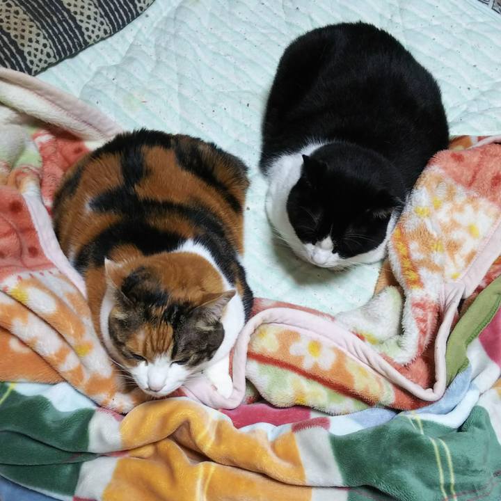 Add92da3 3e5d 4718 8238 af11c6eed7cf 1539898967052