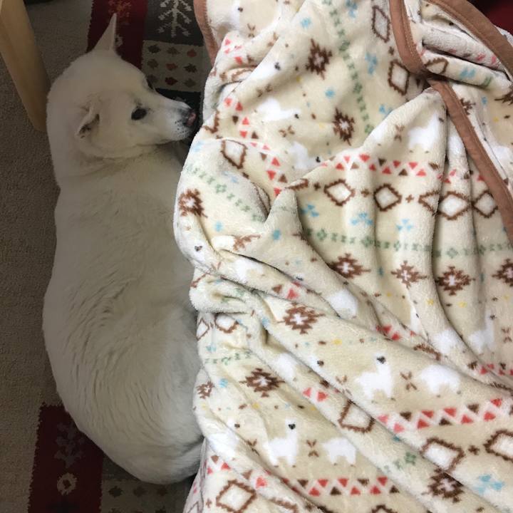 Add9b9f2 50cc 4d88 a0da cfa102ed885f 1514561171654