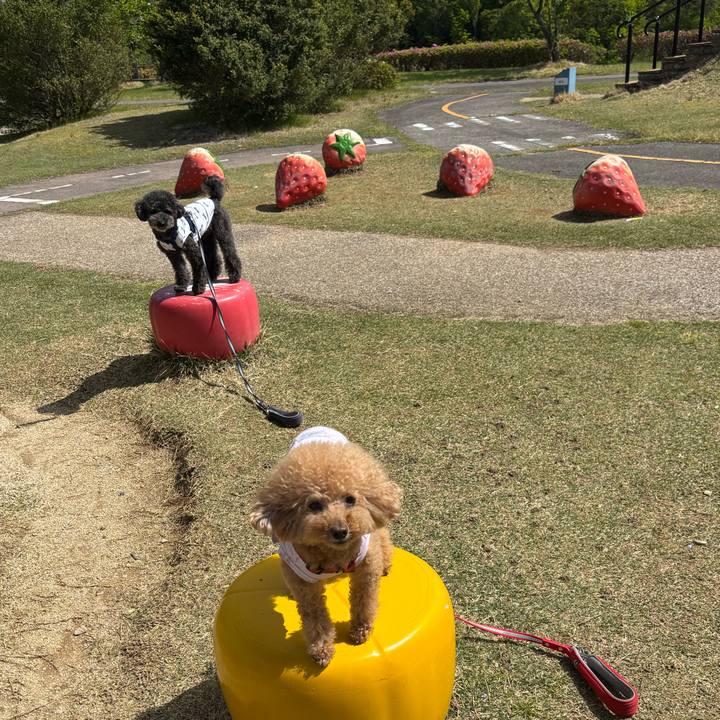 Addd0435 8efc 4454 8d6c 8710d46fab20 1748317630911