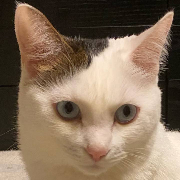 Adddea52 c447 4d5a 9736 4846adc5439e 1671837358724