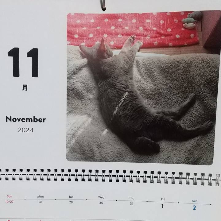 Ade18412 7459 4374 8aa7 32af87d45b55 1730451537622