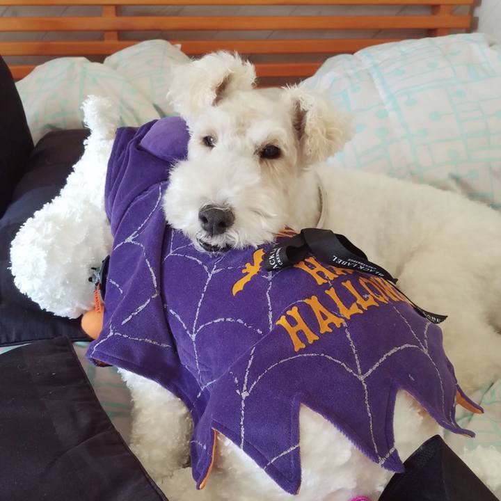 Ade2a00f 98ca 497b b409 1314b4344fd8 1540130048537