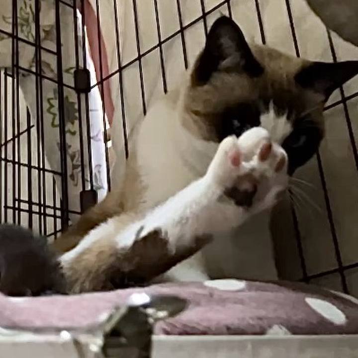 Ade4b978 20ff 46e2 b400 012da70f31f5 1741167241489