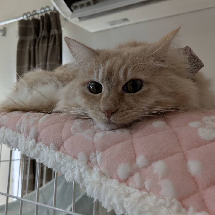 Ade83a26 7f20 43eb a286 ee94cf40d322 1769222195458