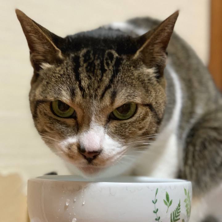 Adea4982 9e2c 41b3 9fcc bed3782d74ed 1587604584440