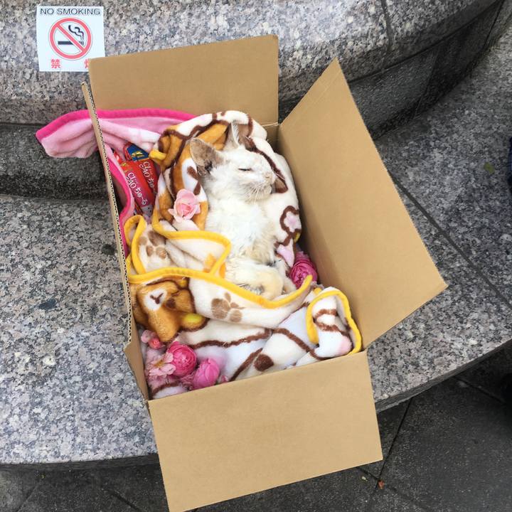 Adedac0a f232 4cf1 8c9e 2ffcb7d496cb 1526475197240