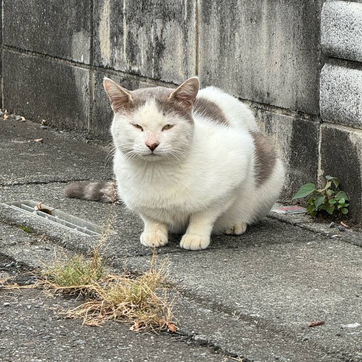 Adeede74 c551 4707 bb62 388b47f2b4b5 1759717566916