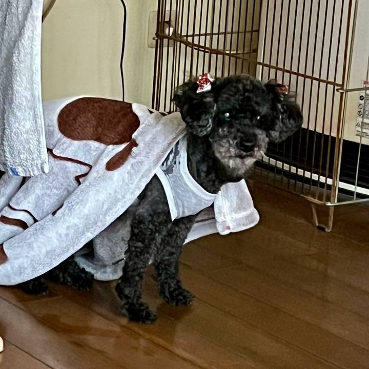 Adefa0d1 3d56 42f6 838b d464b868a7f7 1763022493215