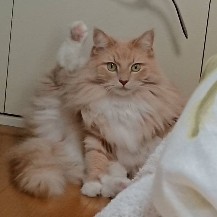 Adf1410d 633b 4797 86dd eeb9d6b8021f 1543374202459