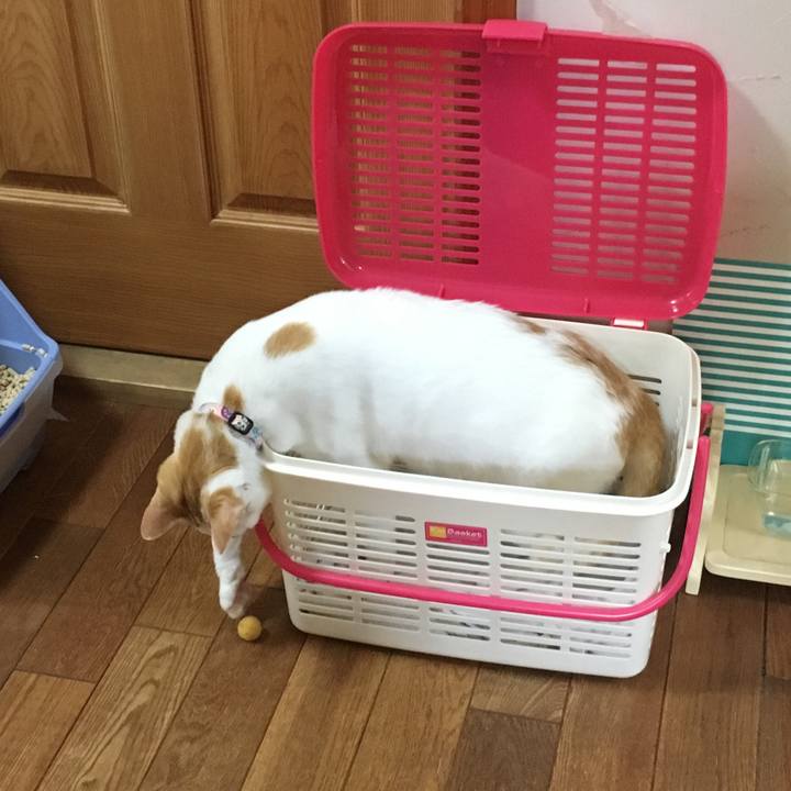 Adf58081 4928 4262 ac8a df68e86b3338 1524959025418